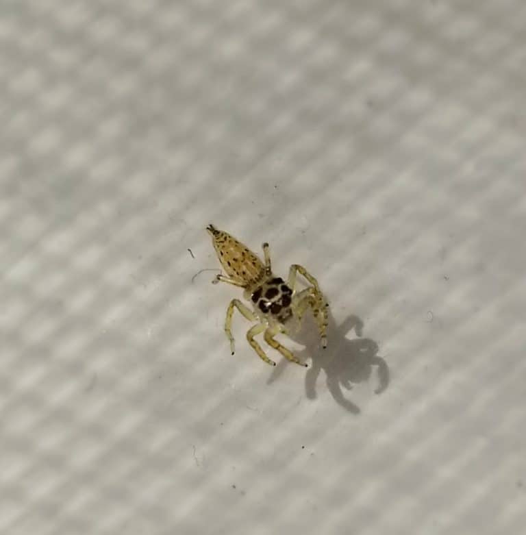 Phidippus audax - Daring Jumping Spider - USA Spiders