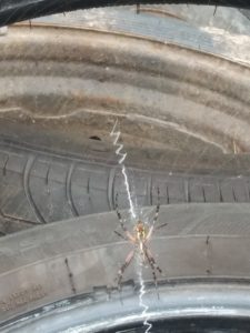 Argiope Aurantia - Black and Yellow Garden Spider - USA Spiders