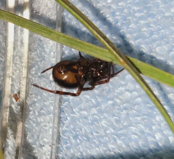 Steatoda Bipunctata Rabbit Hutch Spider USA Spiders
