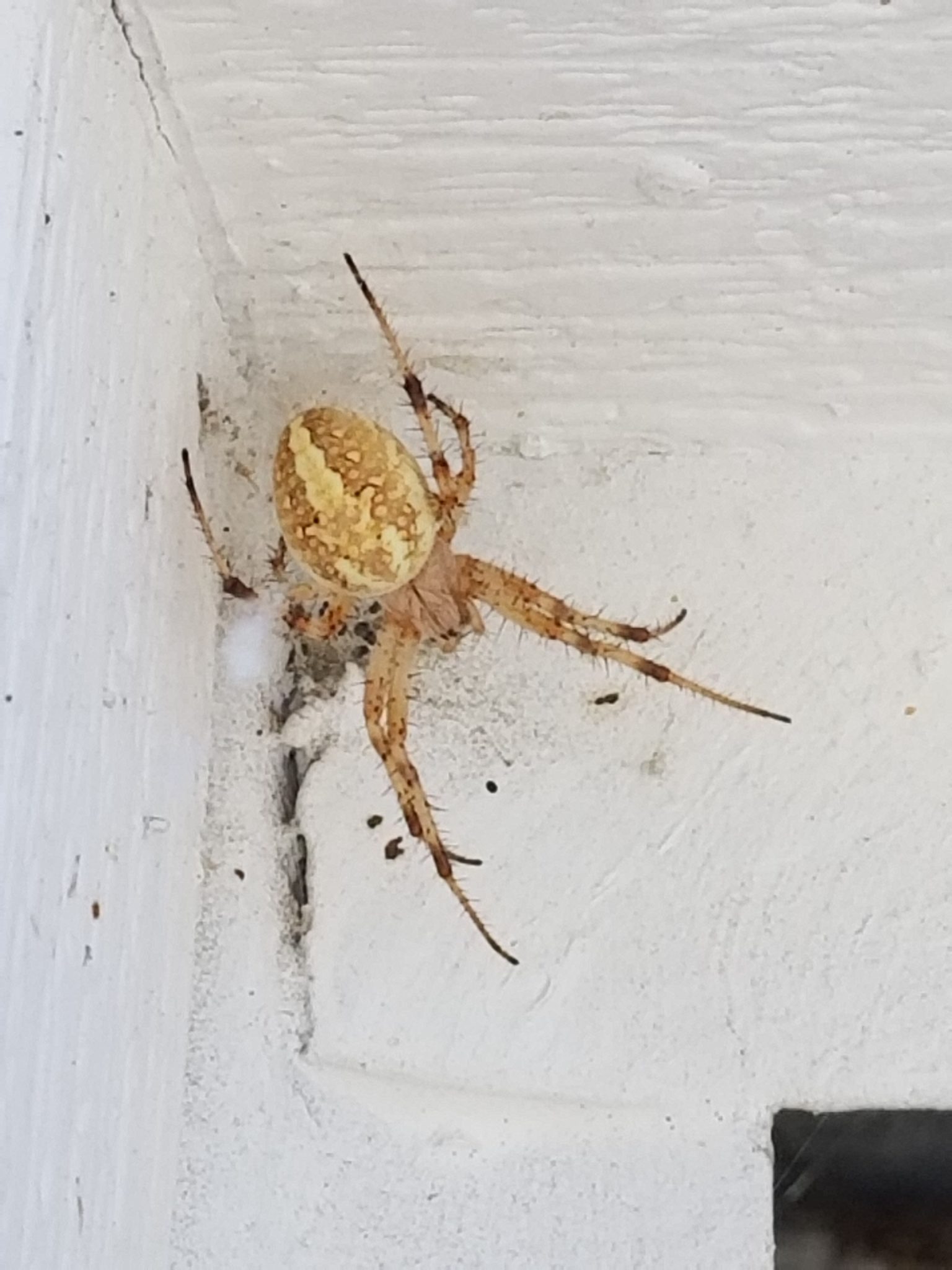 Neoscona Western Spotted Orb Weaver – Neoscona Oaxacensis - USA Spiders