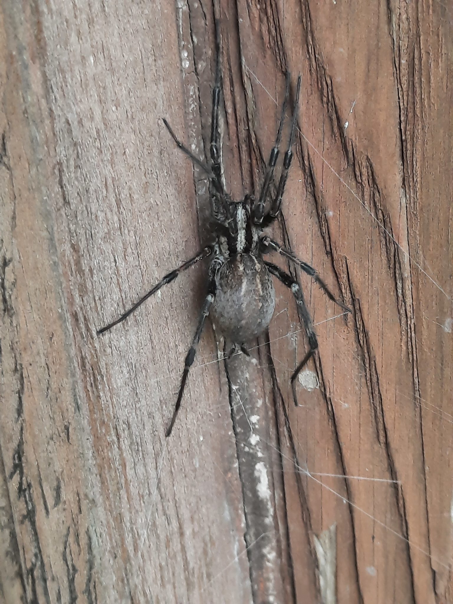 Agelenopsis American Grass Spider USA Spiders