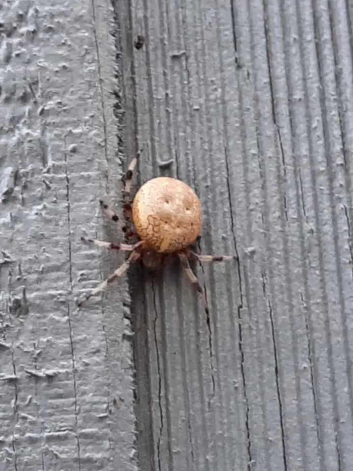 Araneus Marmoreus Marbled Orb Weaver Usa Spiders