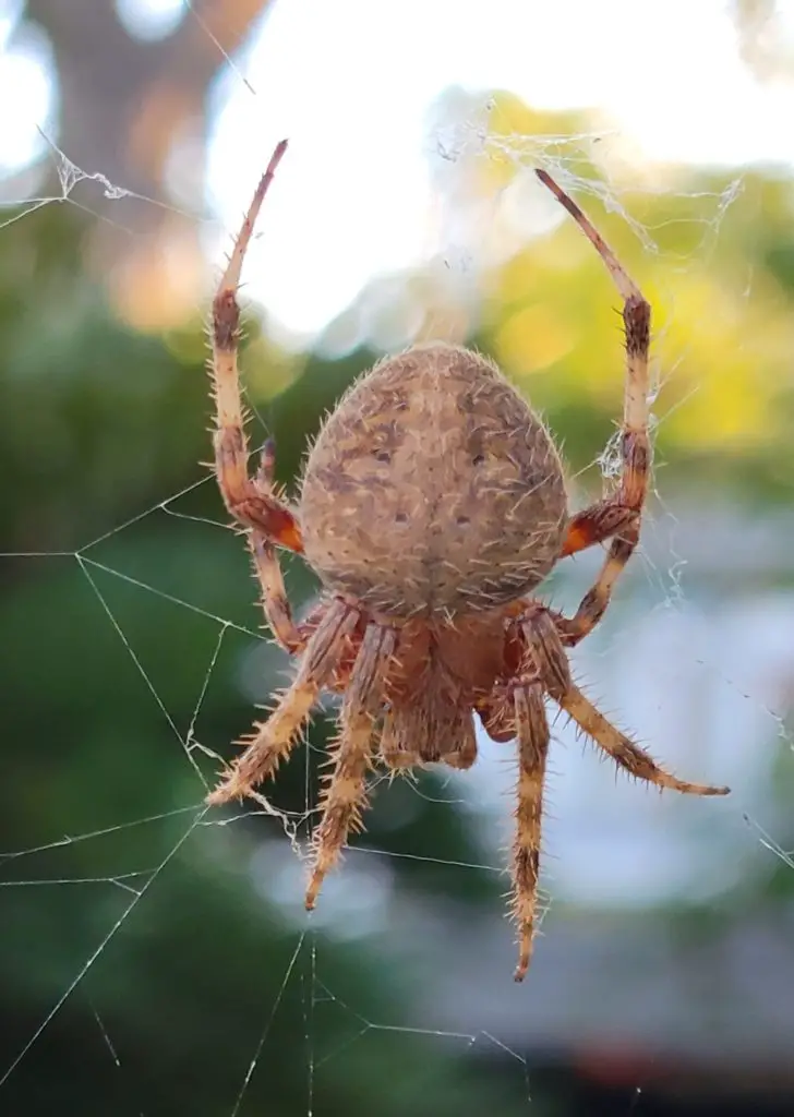 Cat-Faced Spider: The Hardworking Staff Member You Didn't Know