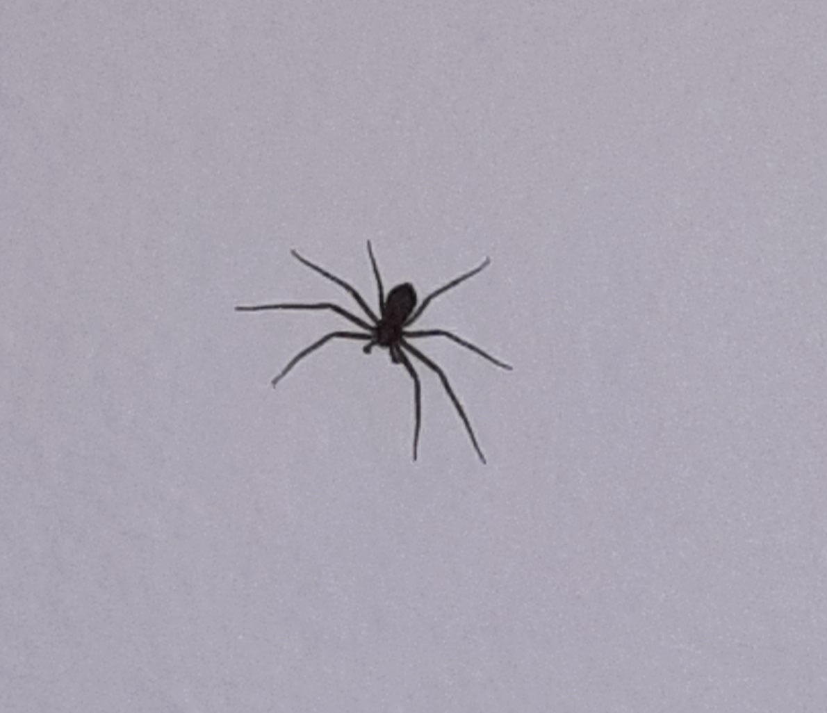 Philodromus - Running Crab Spider - USA Spiders