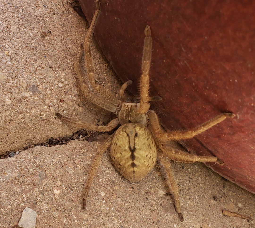 Olios Giganteus - Giant Crab Spider - USA Spiders