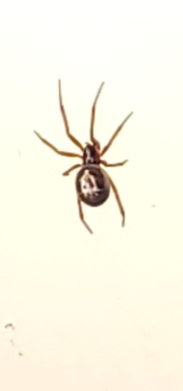 Steatoda Nobilis Noble False Widow USA Spiders