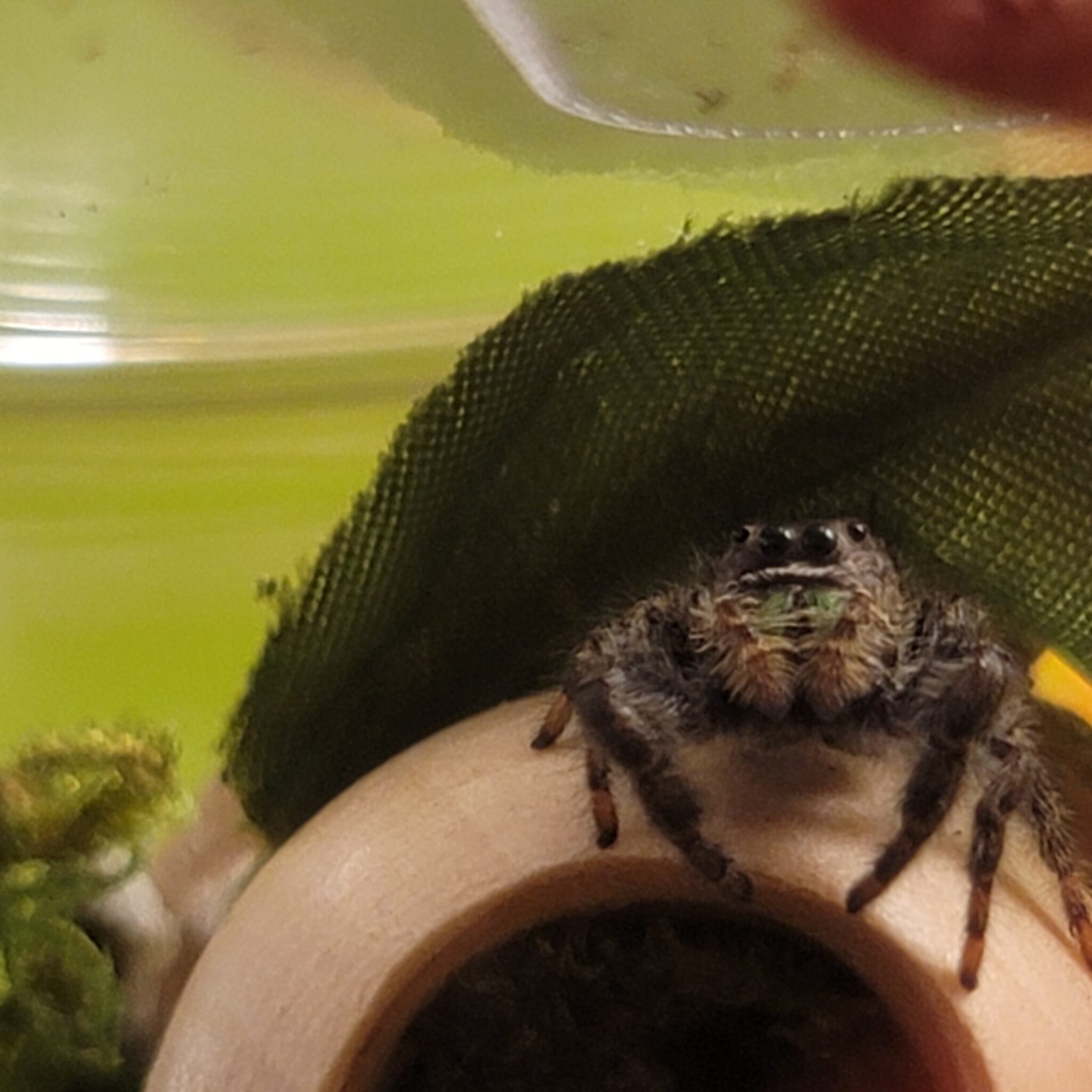 Phidippus audax - Daring Jumping Spider - USA Spiders