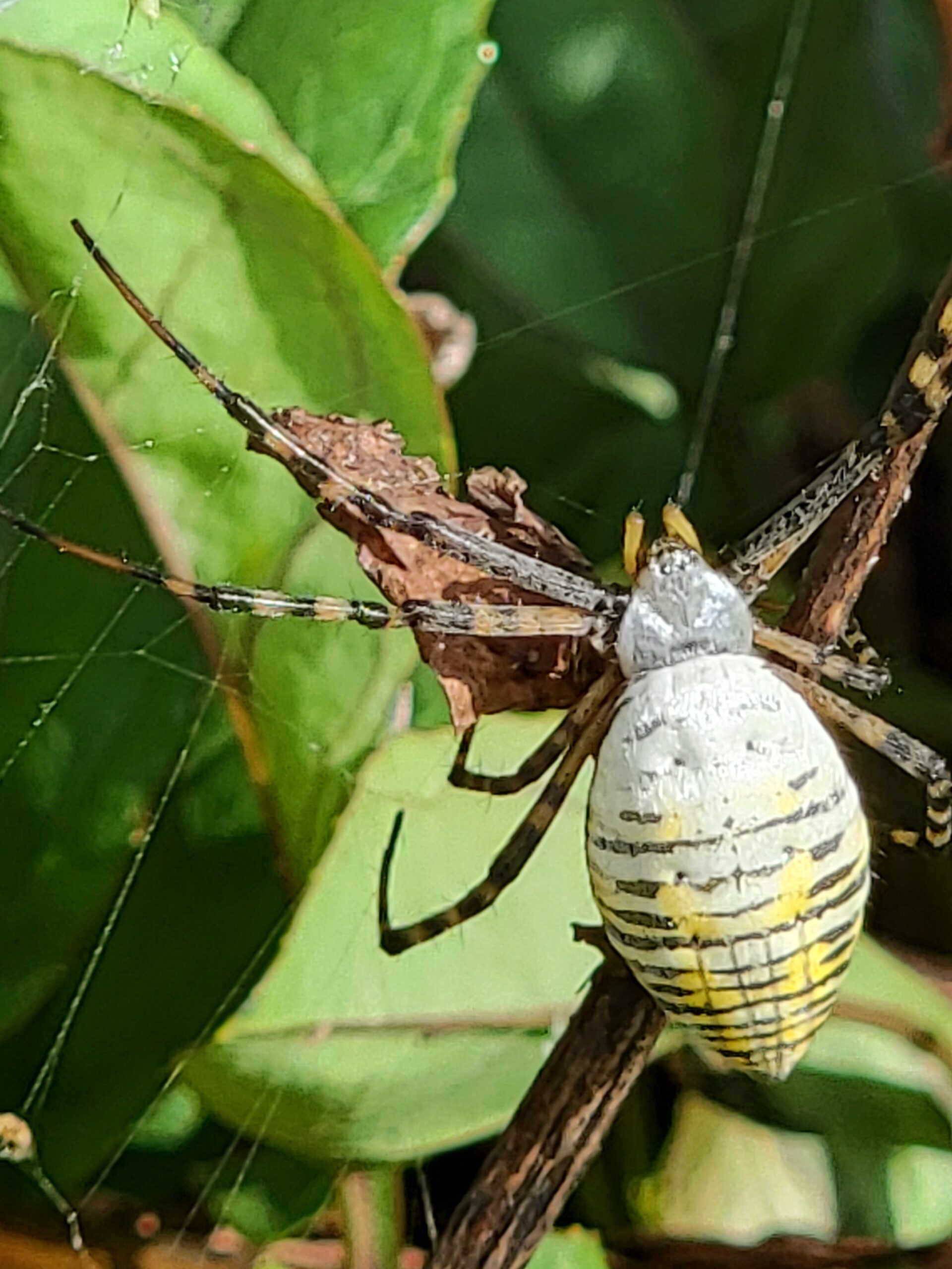 Argiope Trifasciata - Banded Garden Spider - USA Spiders