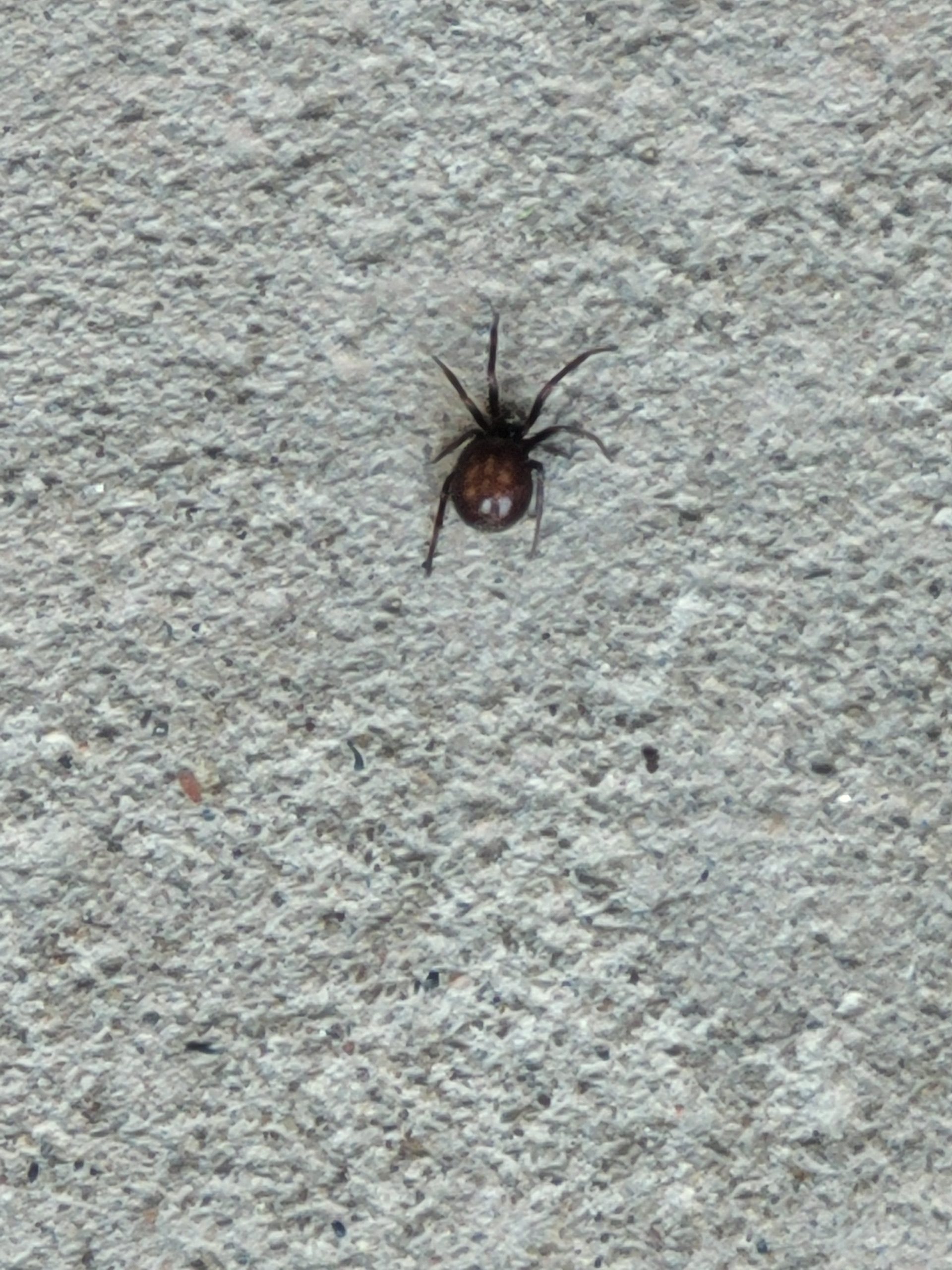 Steatoda Bipunctata Rabbit Hutch Spider USA Spiders