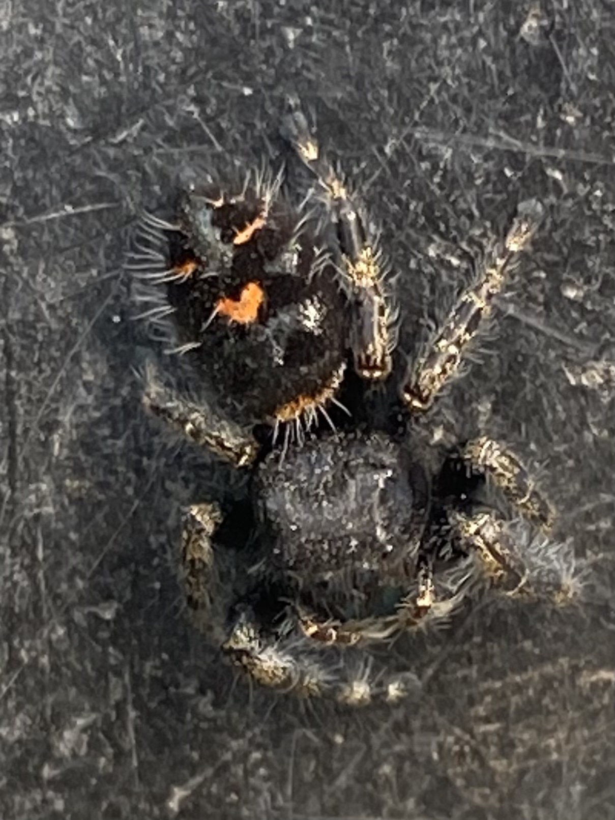 Phidippus audax - Daring Jumping Spider - USA Spiders