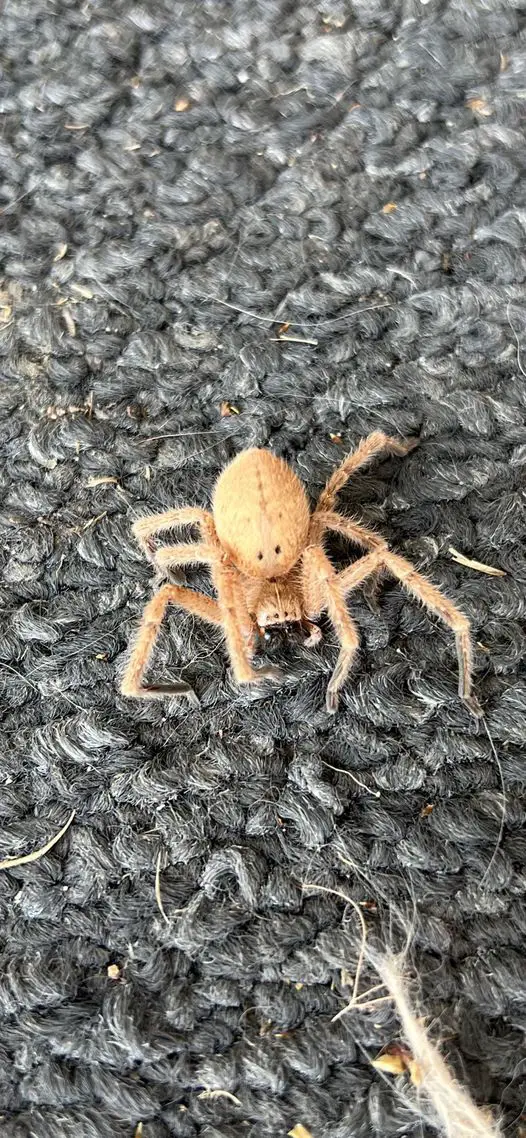 Olios Giganteus - Giant Crab Spider - USA Spiders