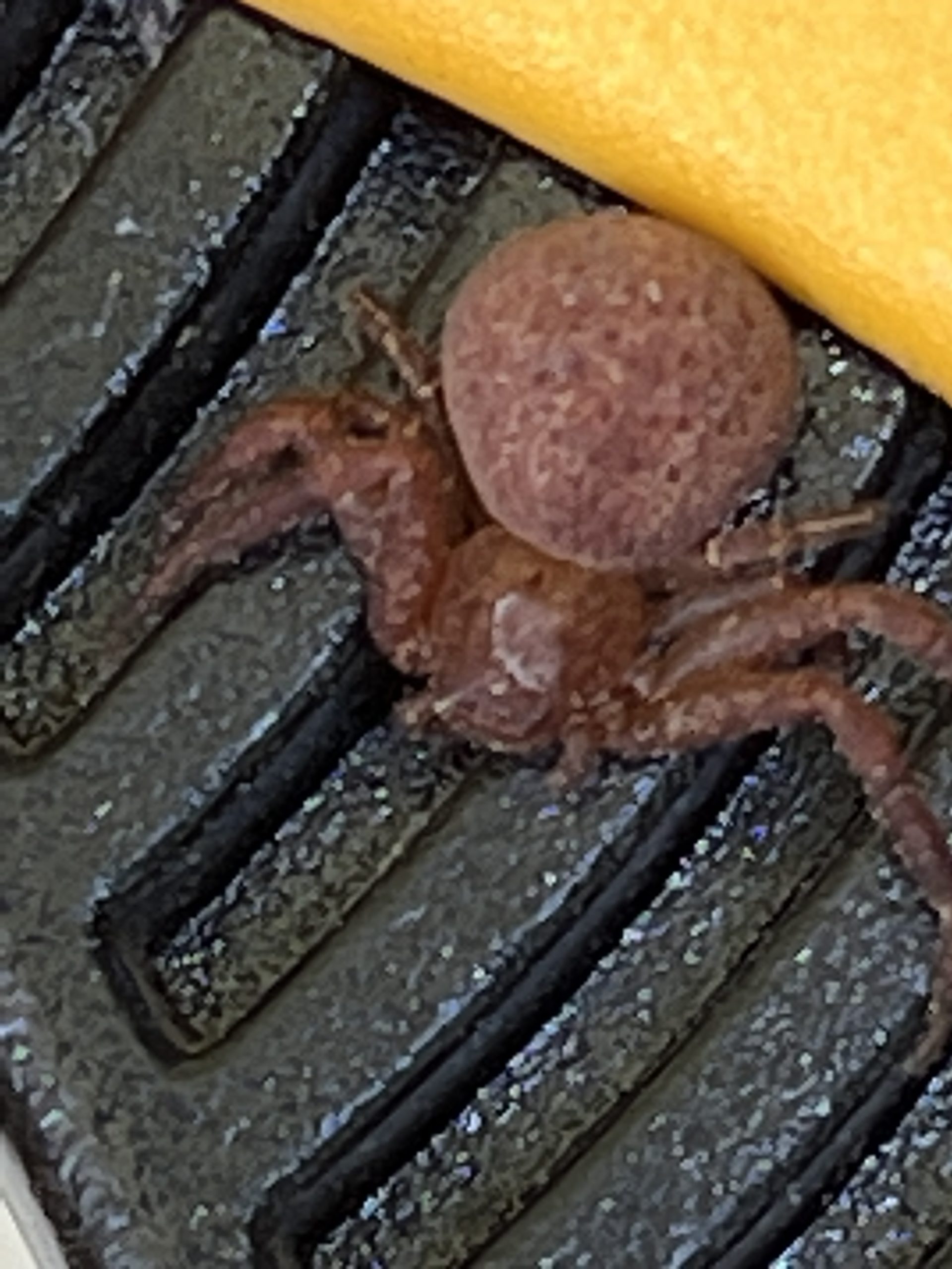 Xysticus Funestus - Deadly Ground Crab Spider - USA Spiders