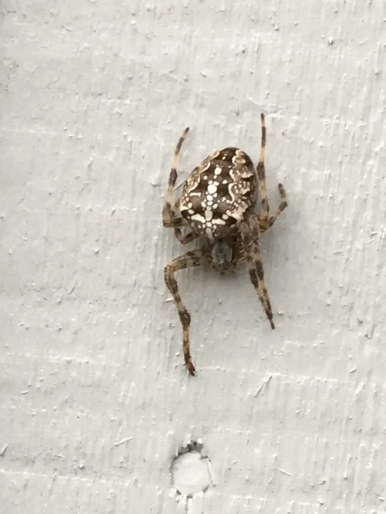 Cat-Faced Spider: The Hardworking Staff Member You Didn't Know