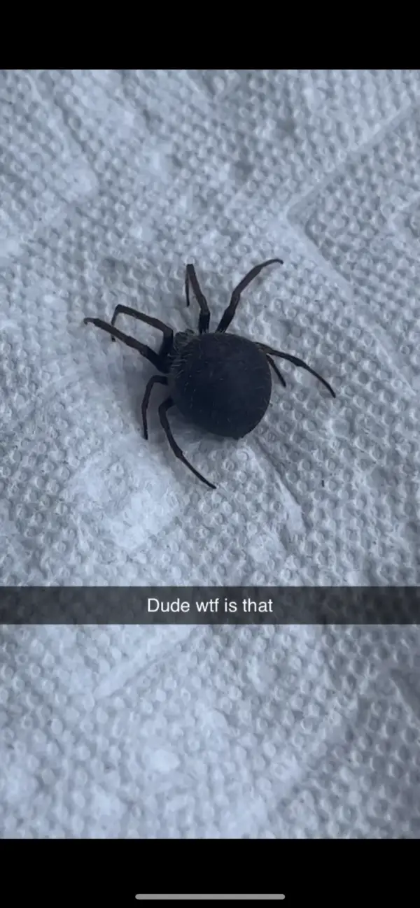 Steatoda Bipunctata Rabbit Hutch Spider USA Spiders