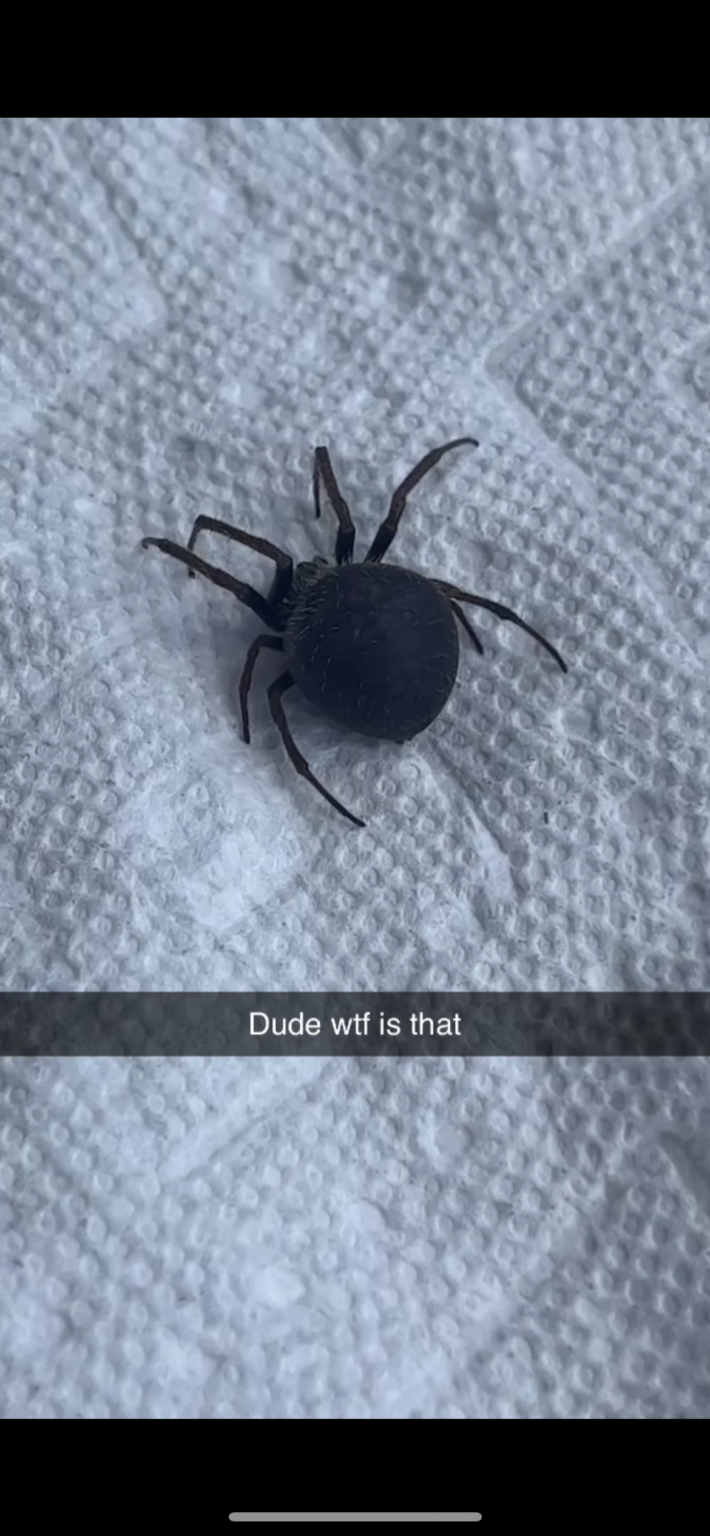 Steatoda Bipunctata Rabbit Hutch Spider USA Spiders