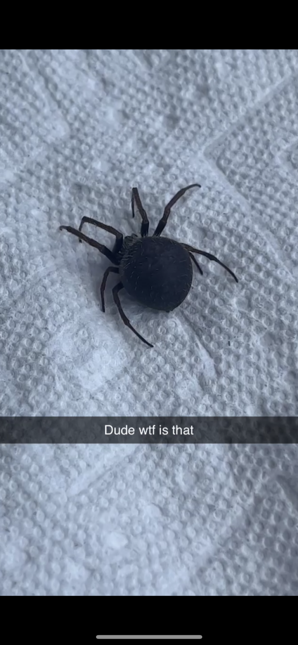 Steatoda Bipunctata Rabbit Hutch Spider USA Spiders