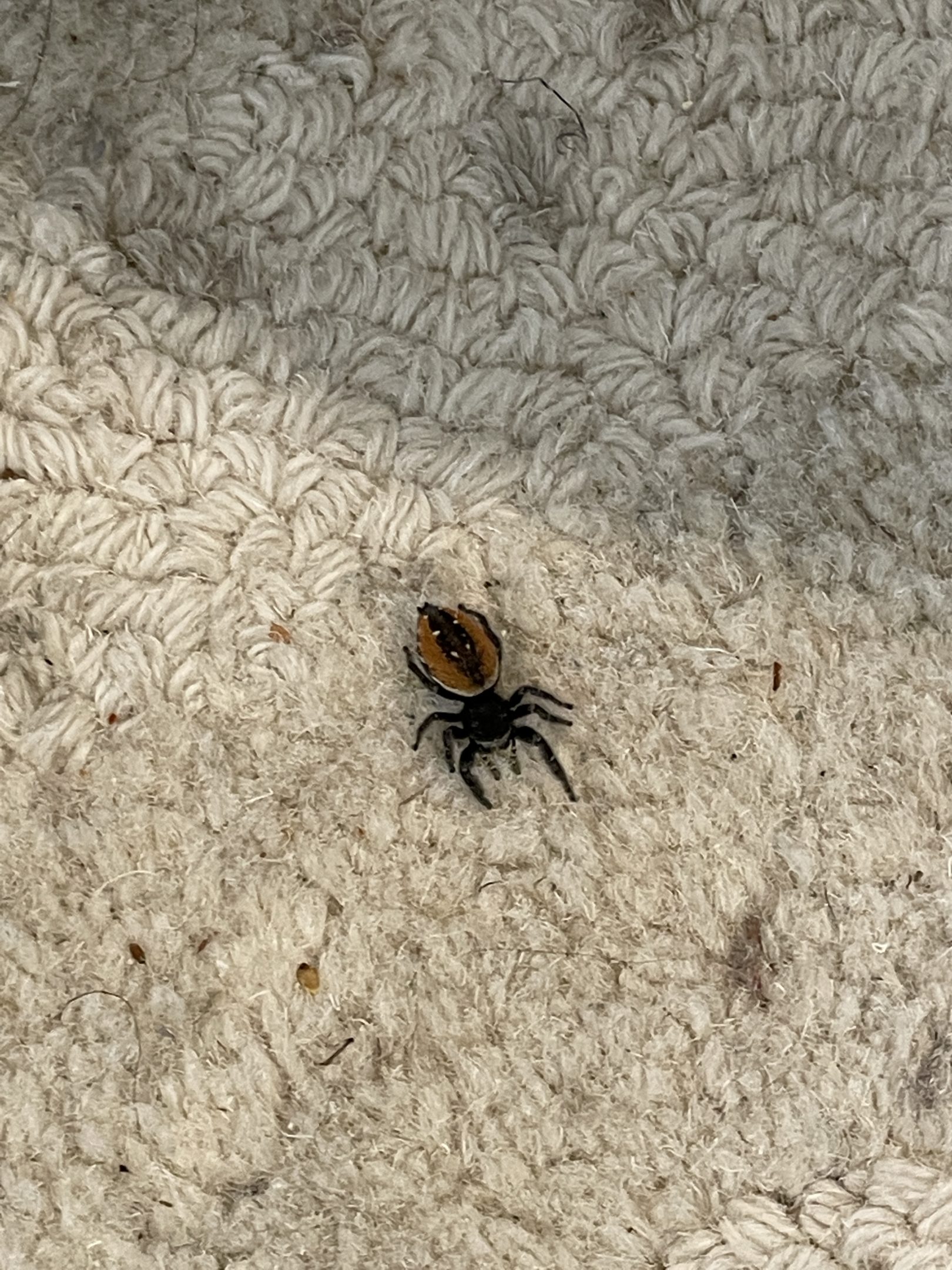 Johnsoni spider: red back, big eyes