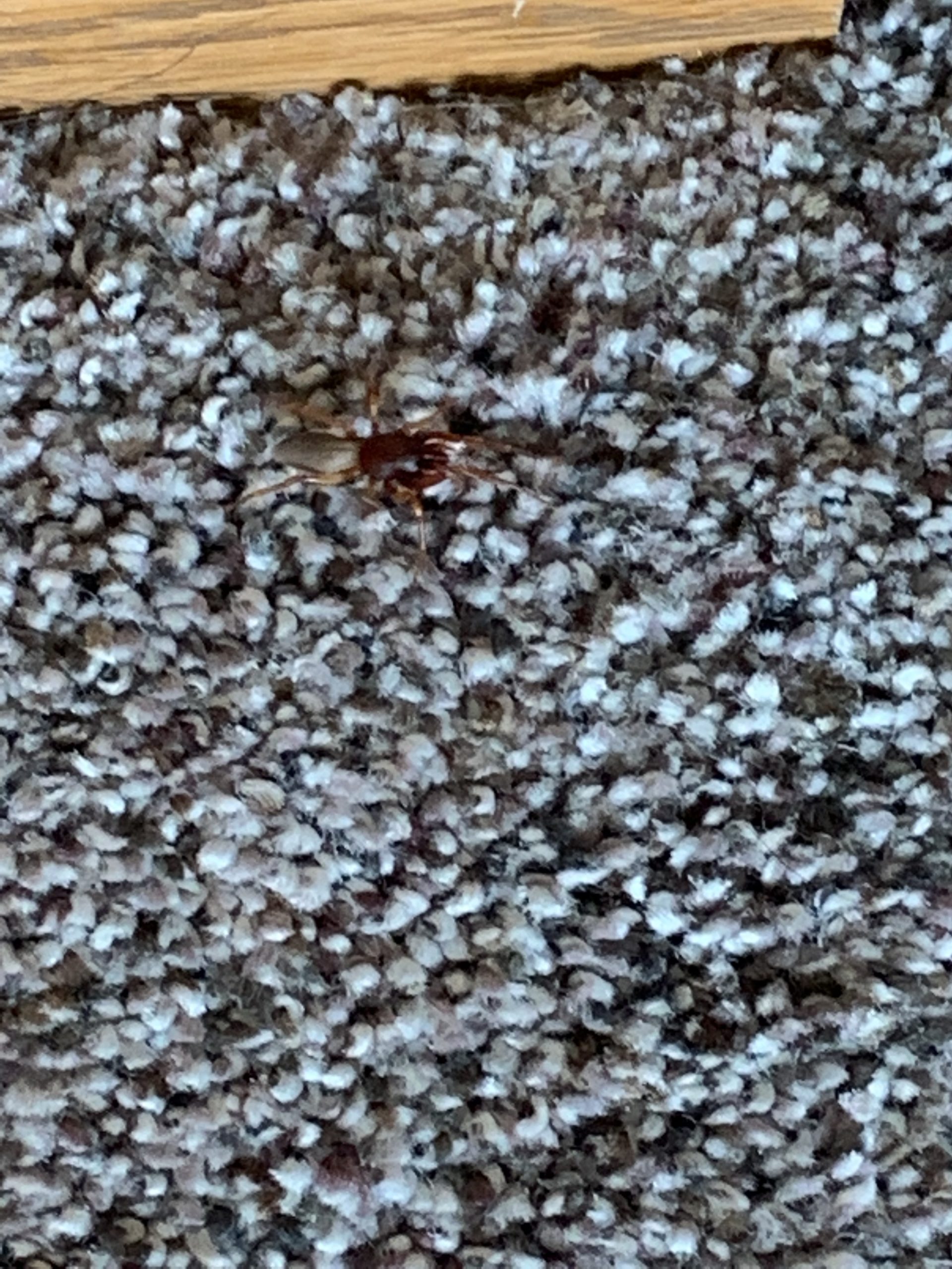 Dysdera Crocata Woodlouse Spider USA Spiders