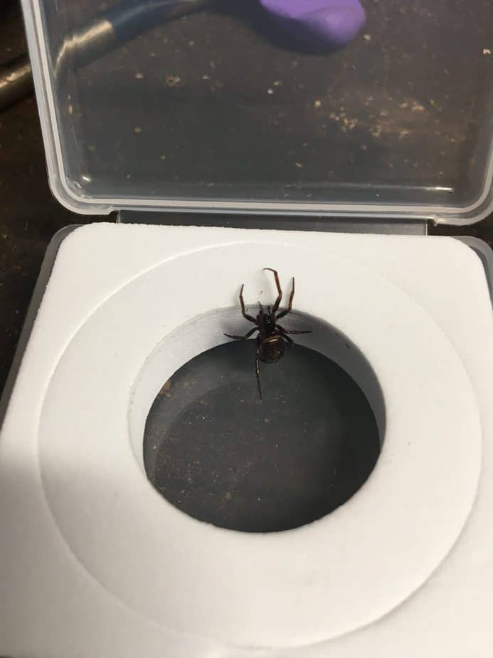 Steatoda Bipunctata Rabbit Hutch Spider USA Spiders