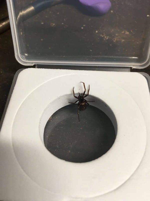 Steatoda Bipunctata Rabbit Hutch Spider USA Spiders