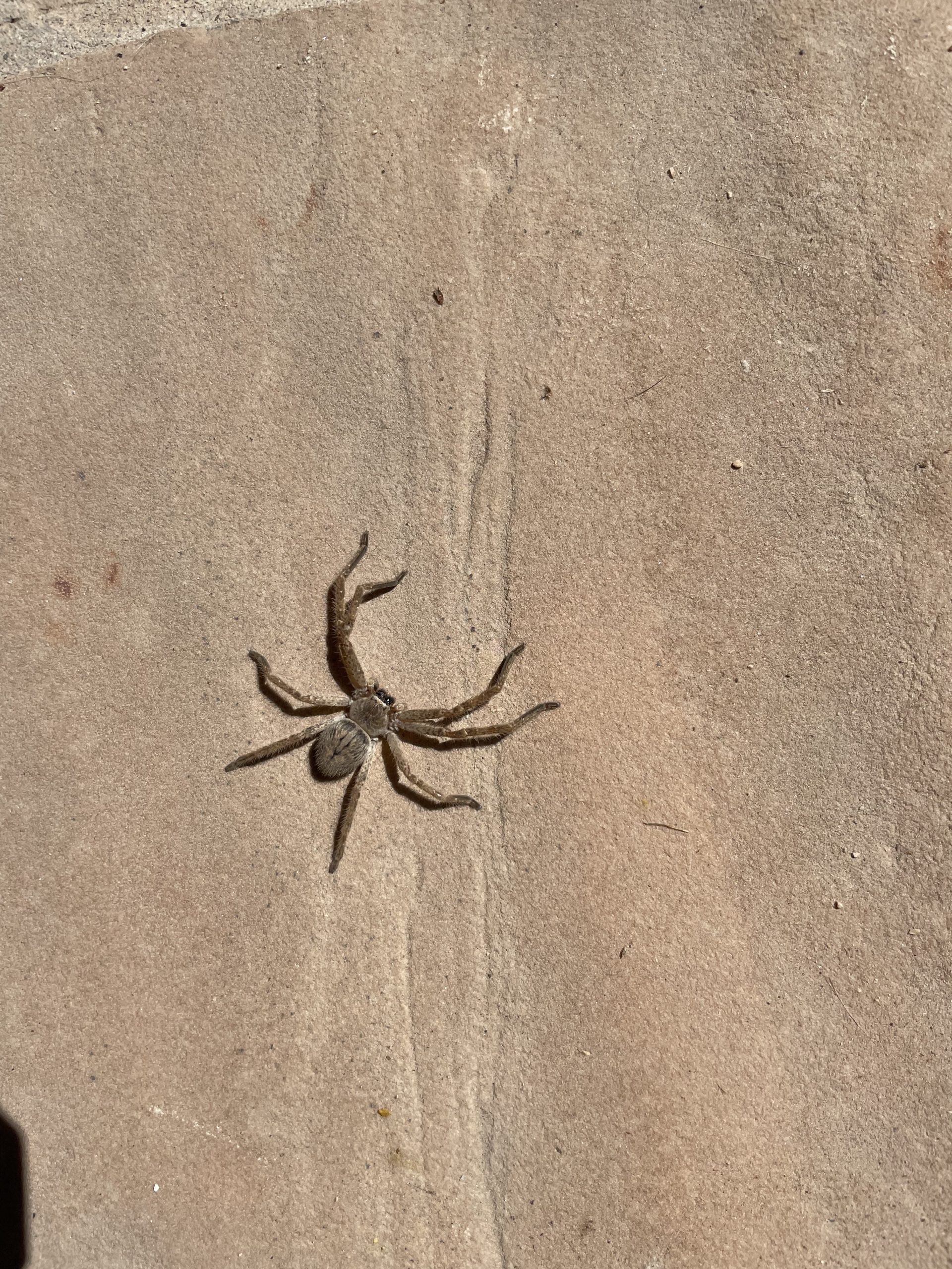 Olios Giganteus - Giant Crab Spider - USA Spiders