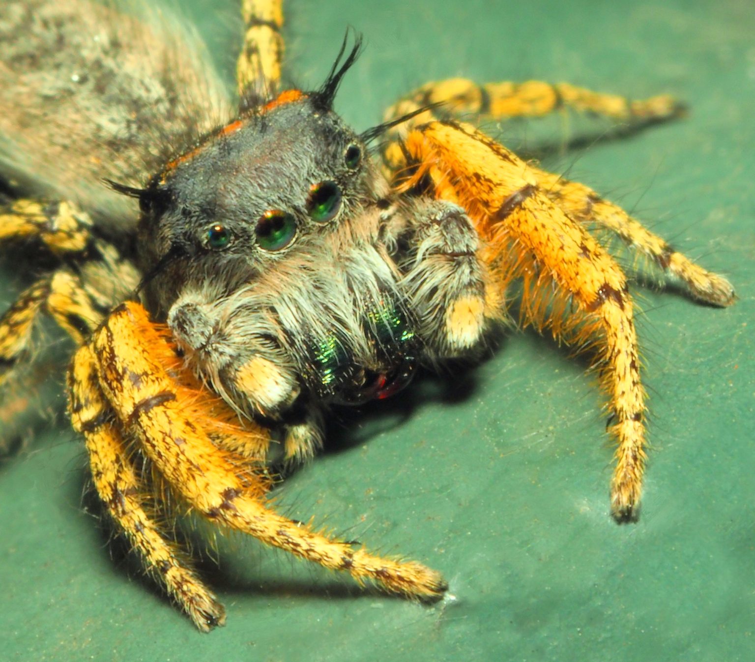Phidippus audax - Daring Jumping Spider - USA Spiders