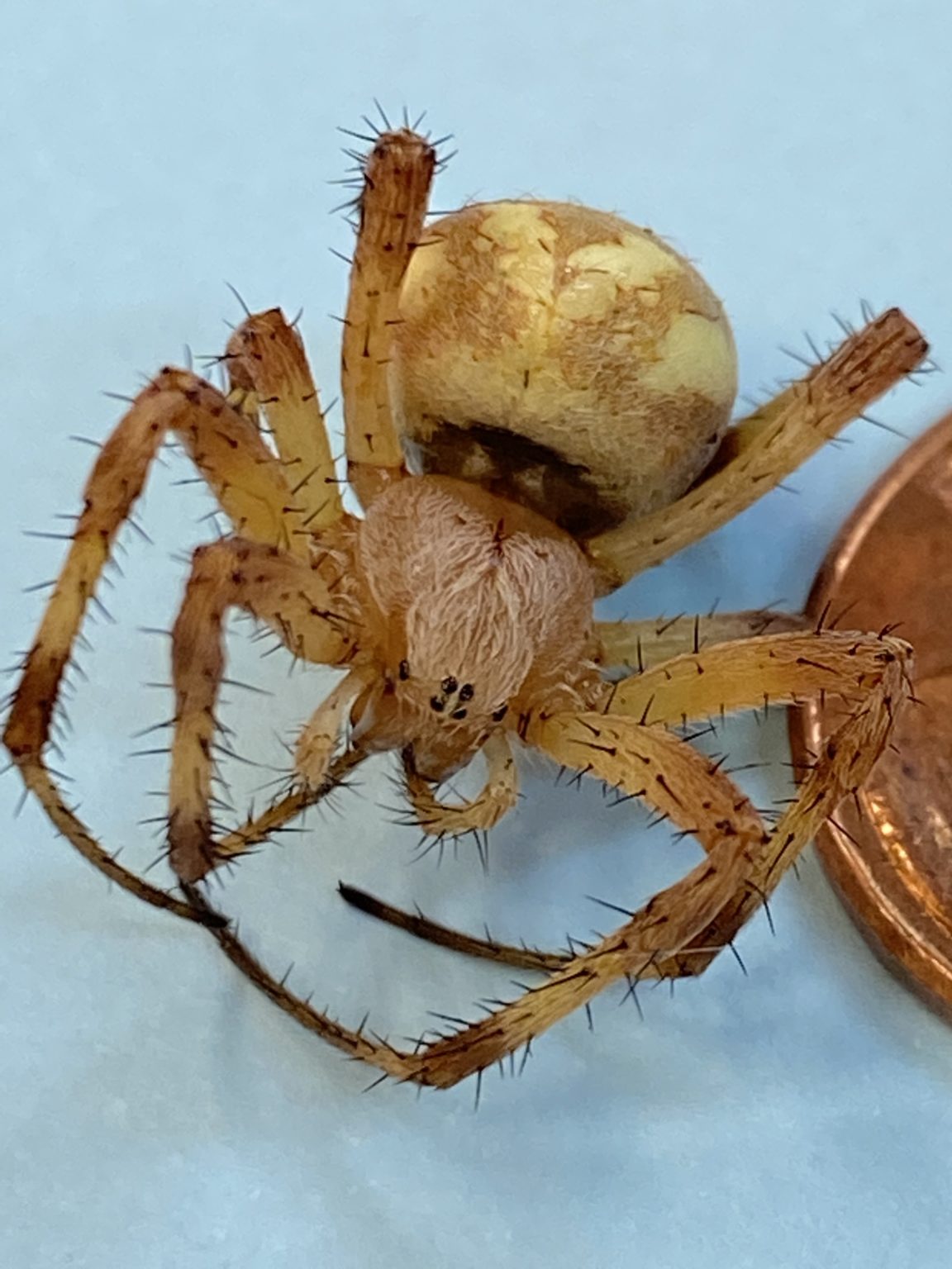 Neoscona Western Spotted Orb Weaver – Neoscona Oaxacensis - USA Spiders