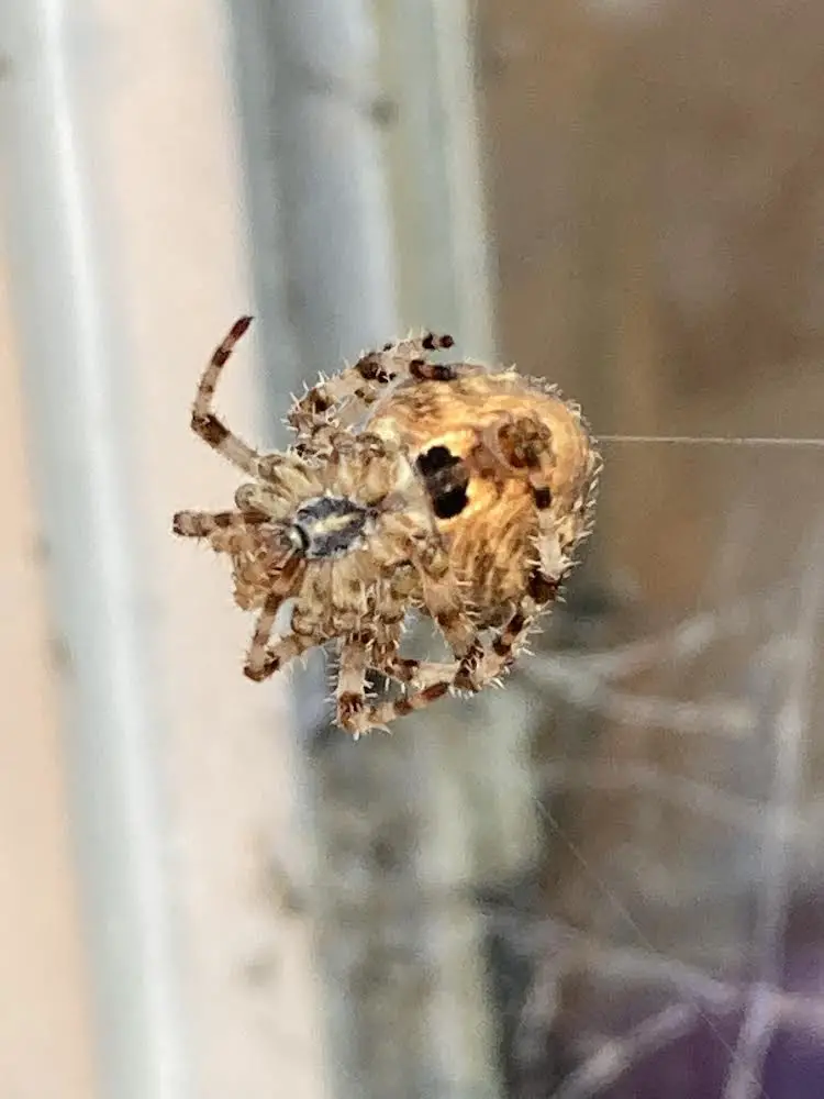 Cat-Faced Spider: The Hardworking Staff Member You Didn't Know