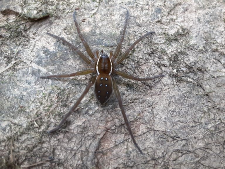A six-spotted fishing spider (Dolomedes triton) found by David