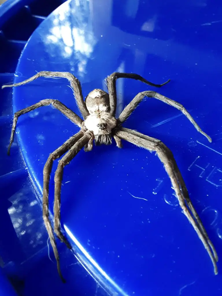 A white-banded fishing spider (Dolomedes albineus) found by Nancy