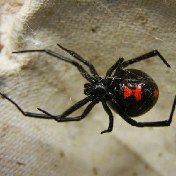 Adult_Female_Black_Widow