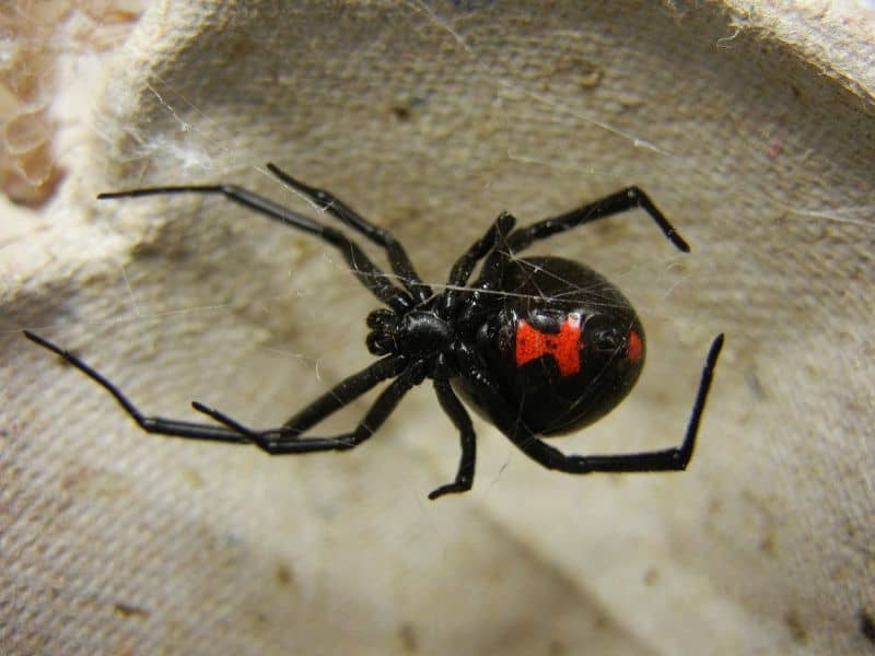 orange bulbous spider