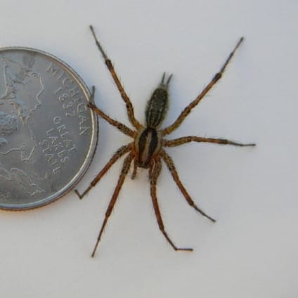 Agelenopsis American grass spider