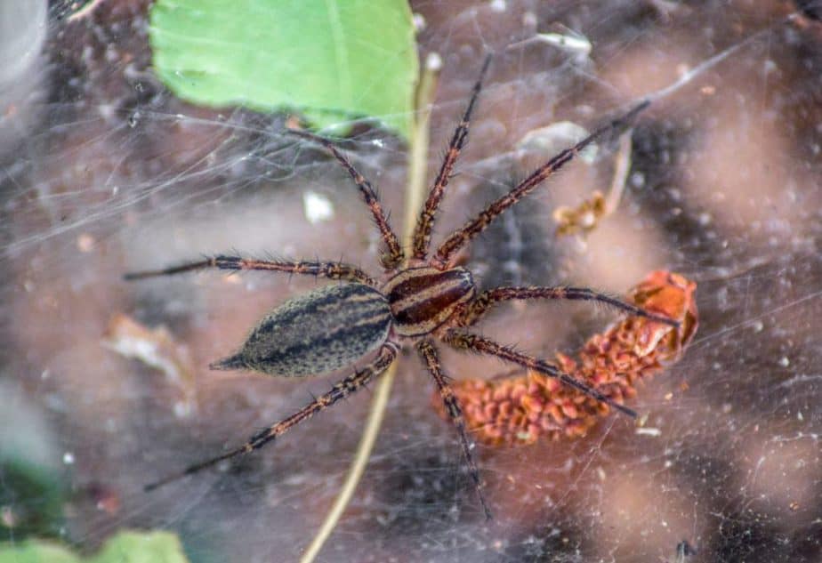 Agelenopsis grass spider closeup high resolution body top view
