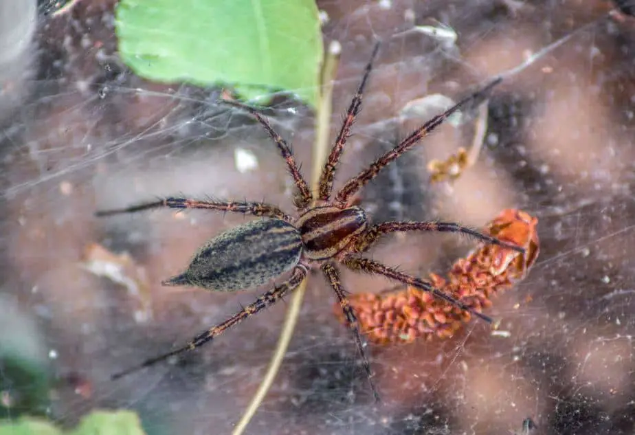 Agelenopsis American Grass Spider USA Spiders
