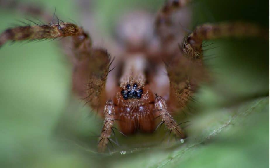 Agelenopsis grass spider eyes closeup high resolution