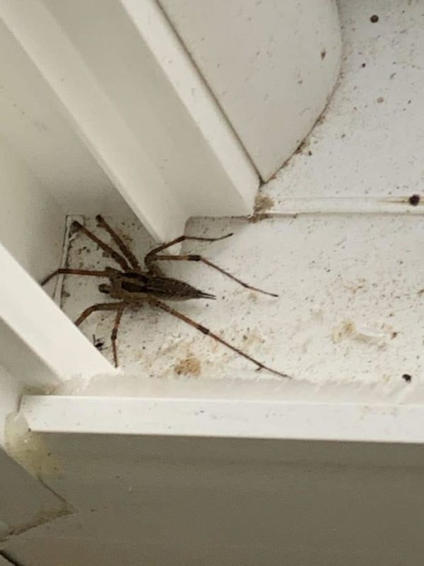 Agelenopsis - American Grass Spider - Usa Spiders