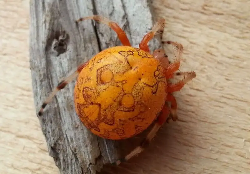 Araneus Marmoreus Marbled Orb Weaver Usa Spiders