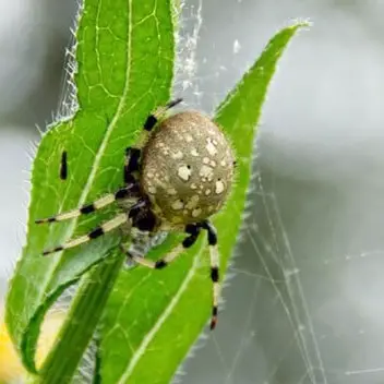 Araneus Trifolium – Shamrock Spider