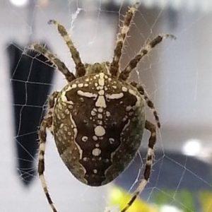 Common House Spider - Spiders in Sutton Massachusetts