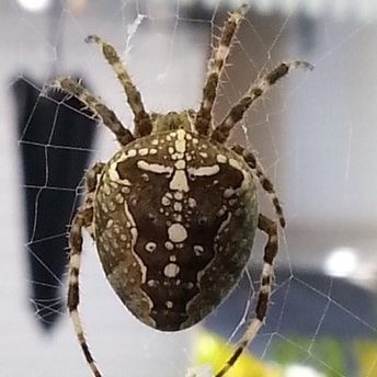 big hairy spider with striped legs - Araneus 