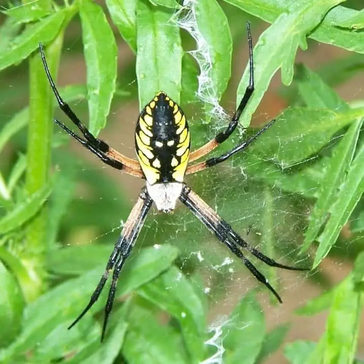 Arigope Aurantia Spider