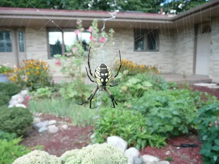 Arigope Aurantia with web