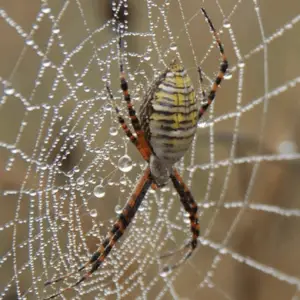 Arigope Trifasciata Spider