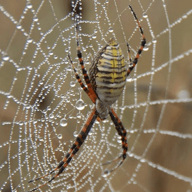 Argiope Trifasciata – Banded Garden Spider