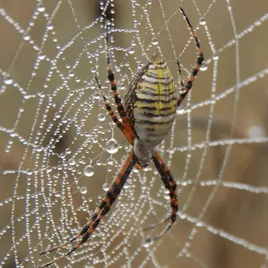 Spiders in Connecticut - USA Spiders