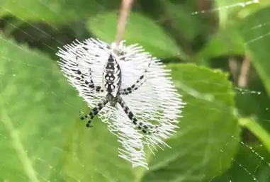 Argiope Aurantia Black And Yellow Garden Spider Usa Spiders Argiope Aurantia Black And Yellow Garden Spider Usa Spiders