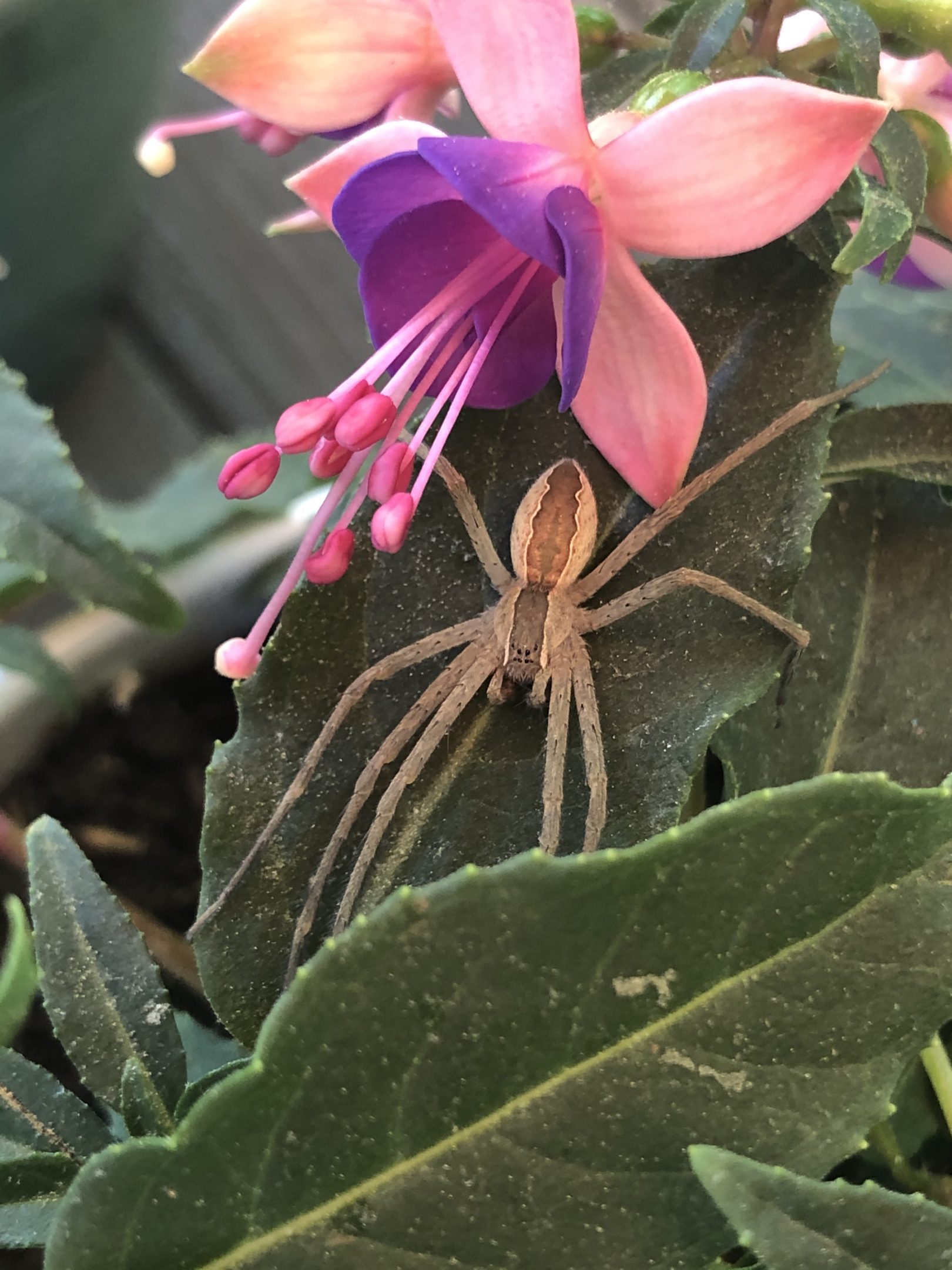 Pisaurina Mira American Nursery  Spider USA Spiders