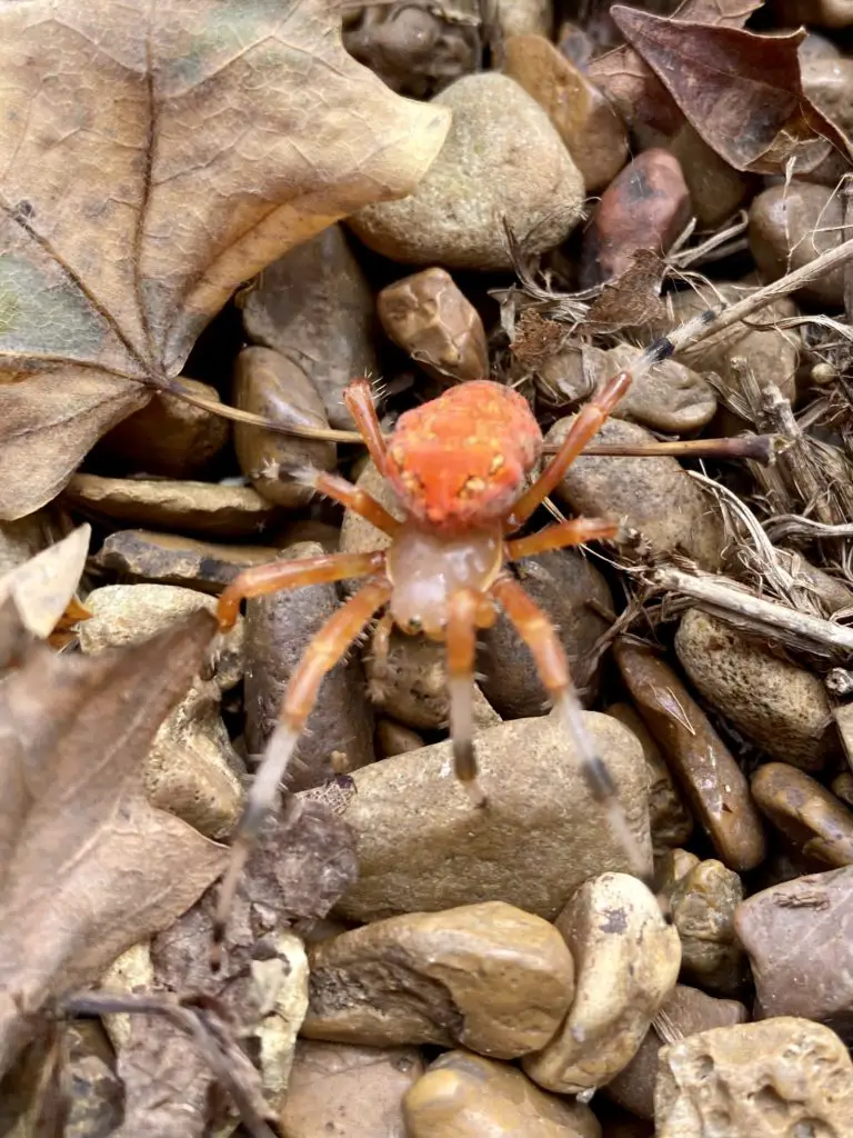 Bright orange spider - Araneus marmoreus 