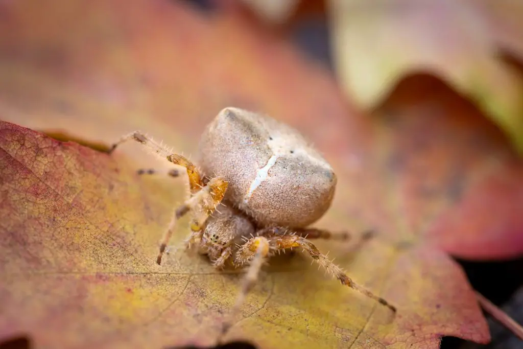 Cat-Faced Spider: The Hardworking Staff Member You Didn't Know